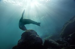 nik. D2x - sealion on galapagos, this was the best checkd... by Manfred Bail 